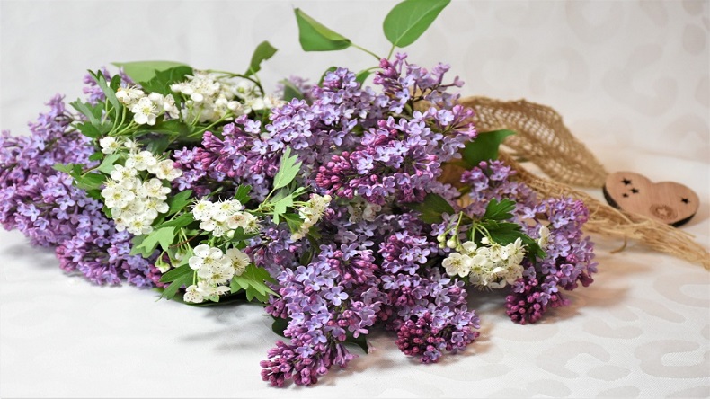 青島特斯特祝七夕快樂