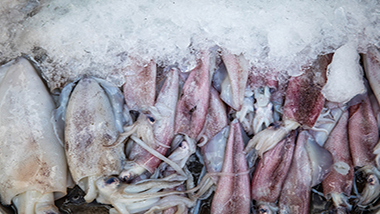 魷魚資源現狀與魷魚保水劑使用的關聯性